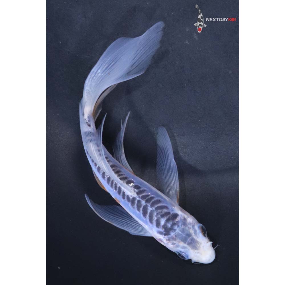 5β Imported Blue Shusui Butterfly Koi