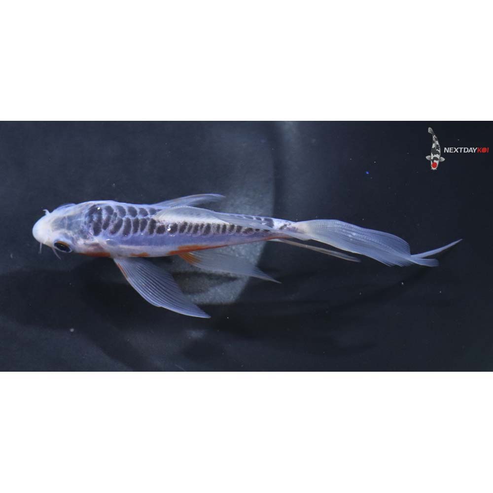 5β Imported Blue Shusui Butterfly Koi
