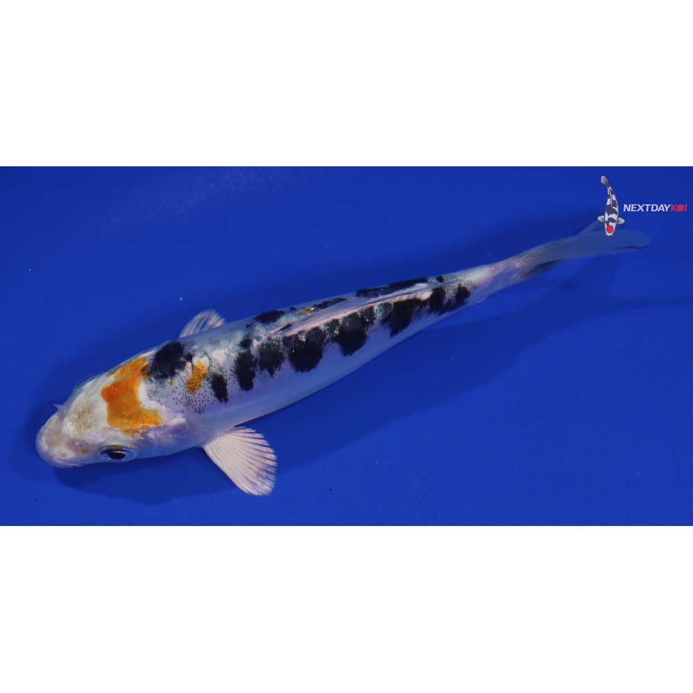 5” Imported Heisei Nishiki