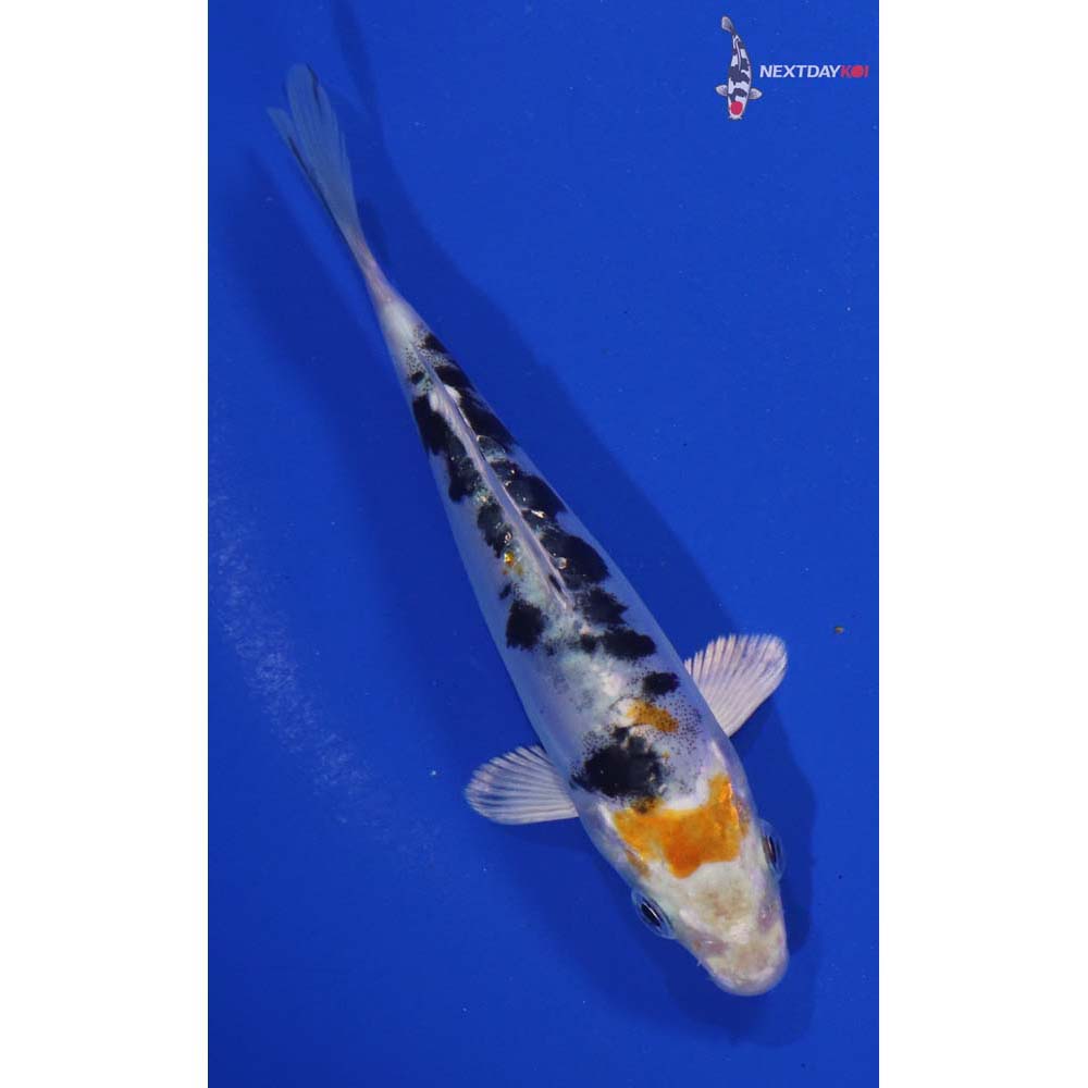 5” Imported Heisei Nishiki