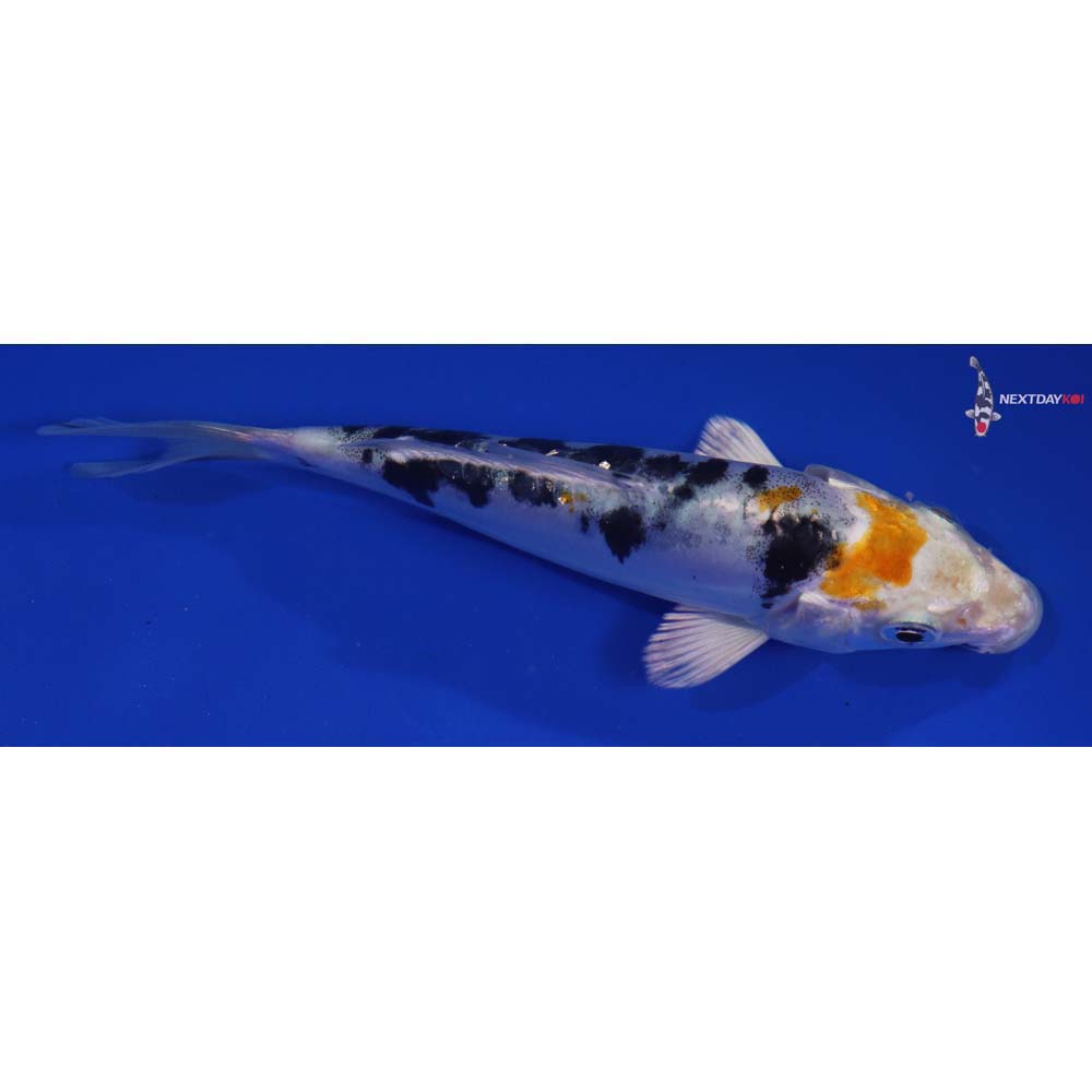 5” Imported Heisei Nishiki