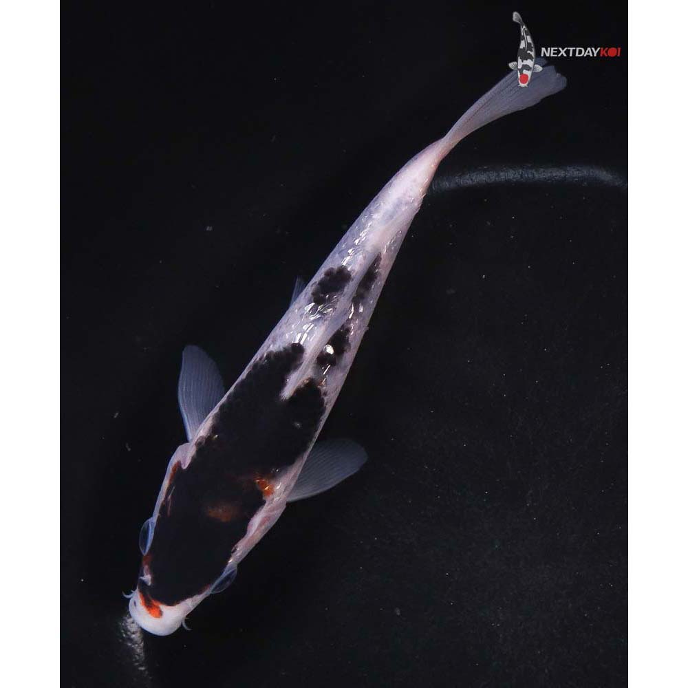 5.5” Imported Gin Rin Goromo