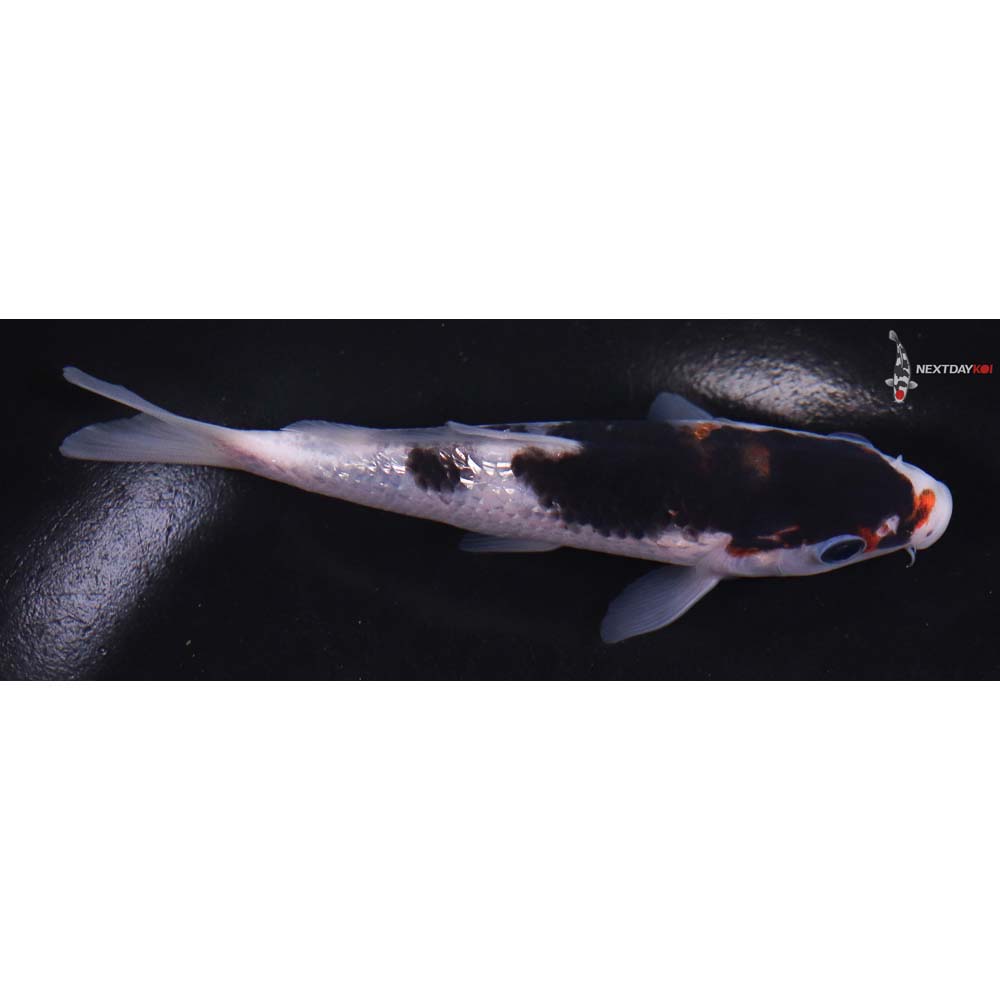 5.5” Imported Gin Rin Goromo