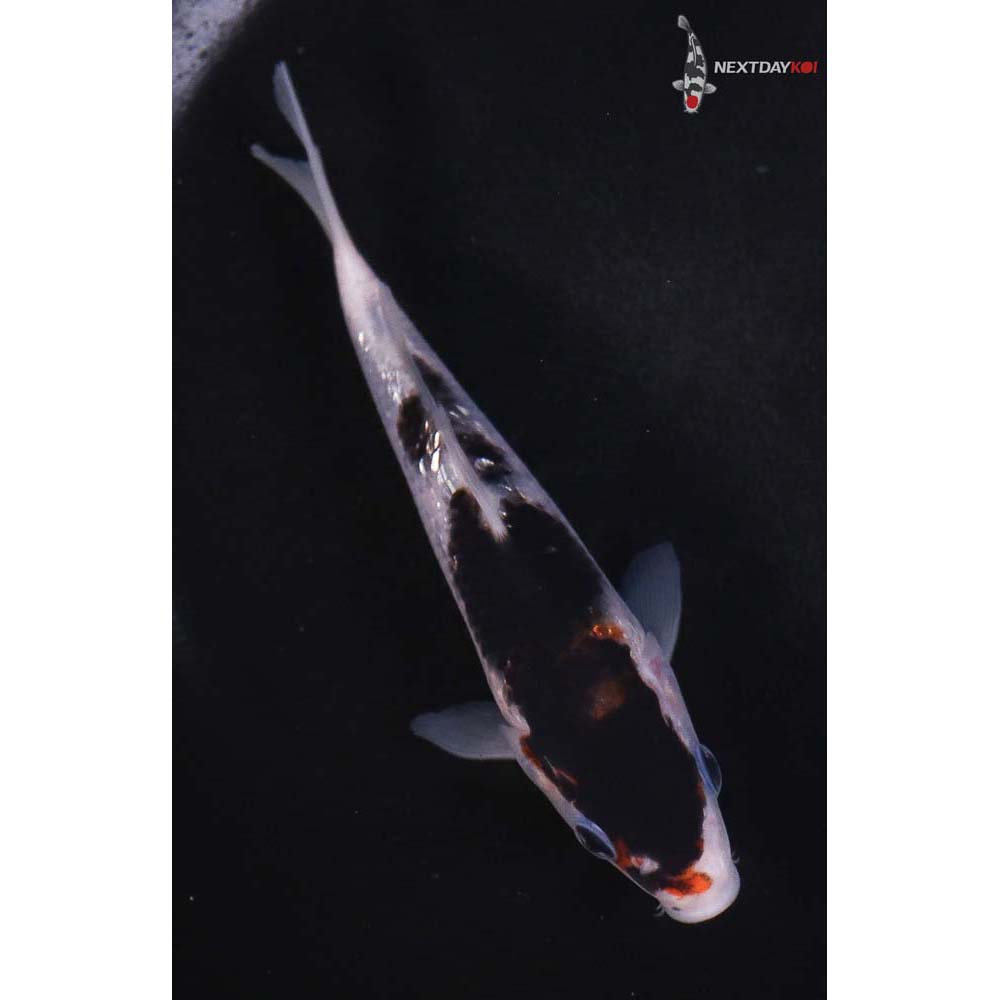 5.5” Imported Gin Rin Goromo