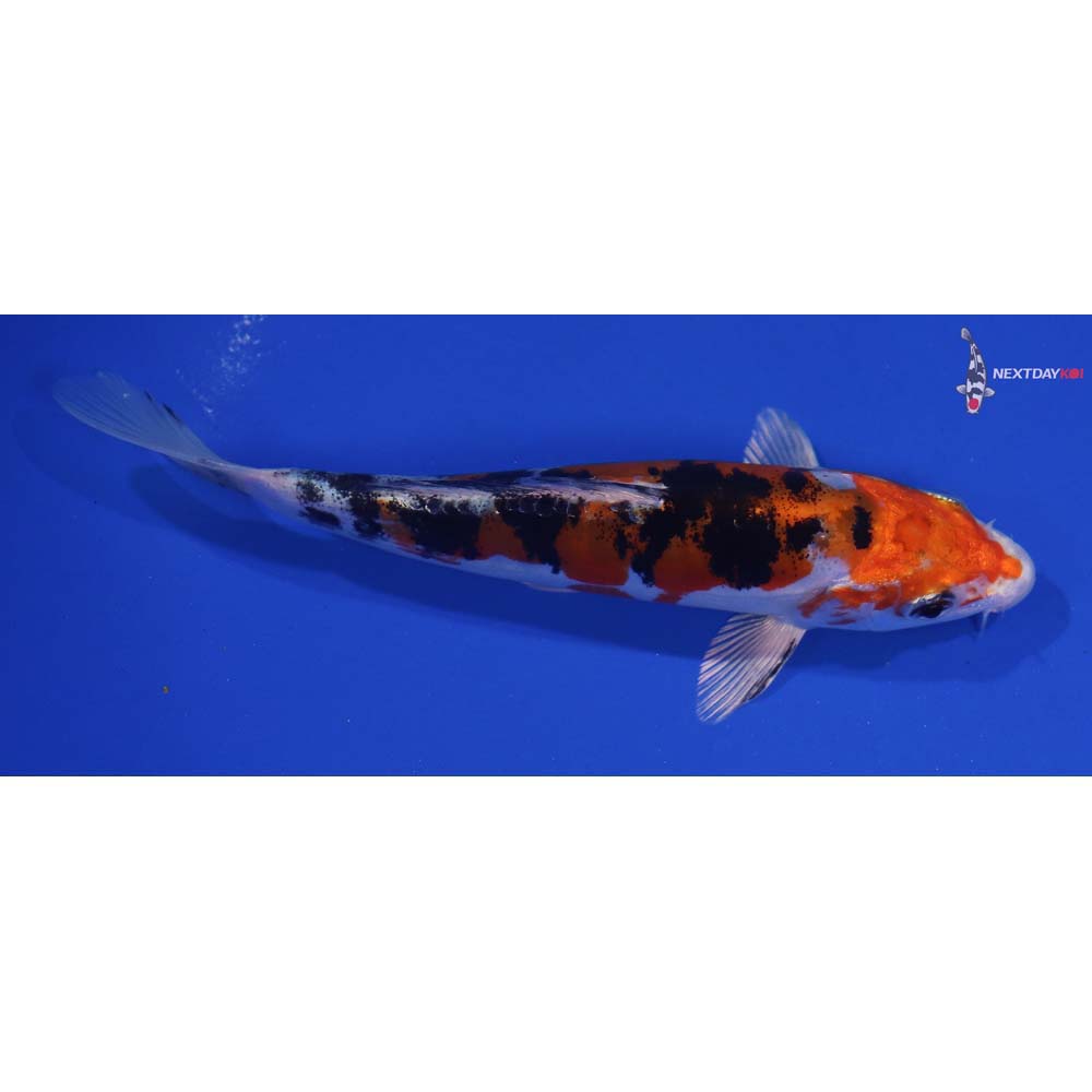 5.5” Imported Heisei Nishiki