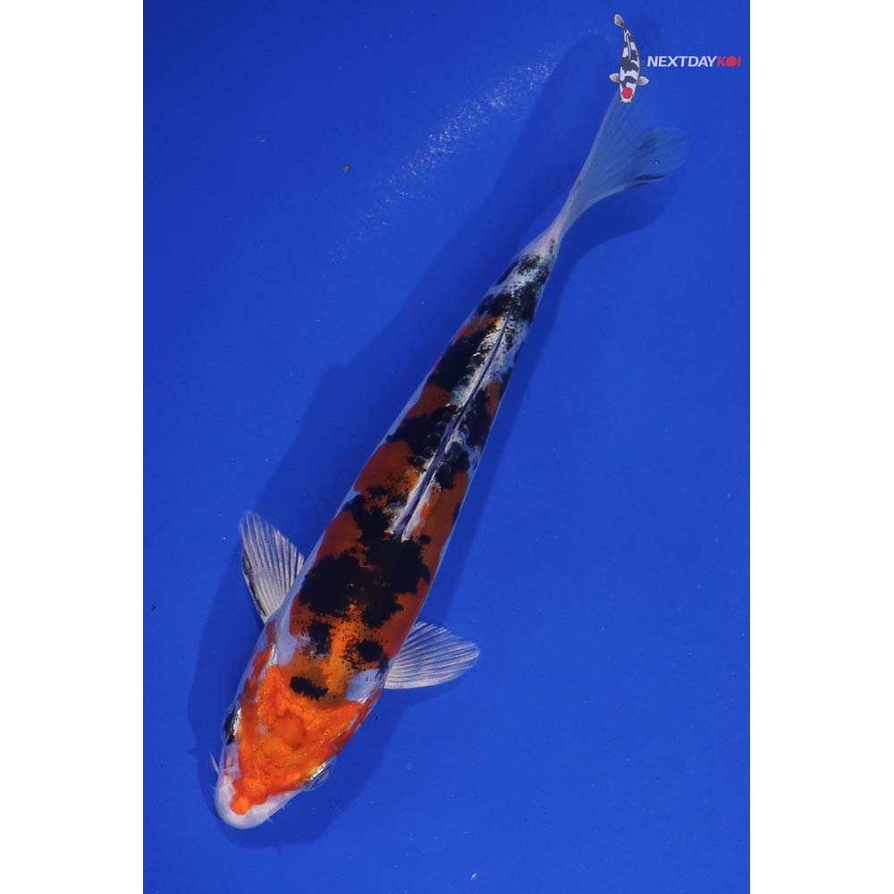 5.5” Imported Heisei Nishiki