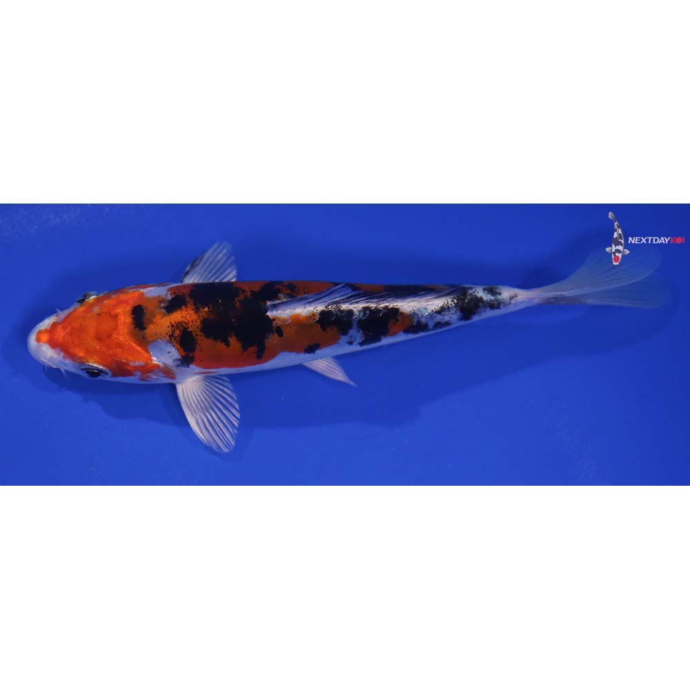 5.5” Imported Heisei Nishiki