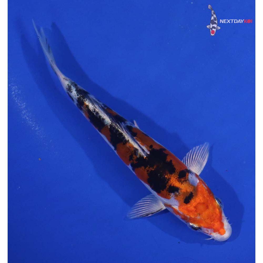 5.5” Imported Heisei Nishiki