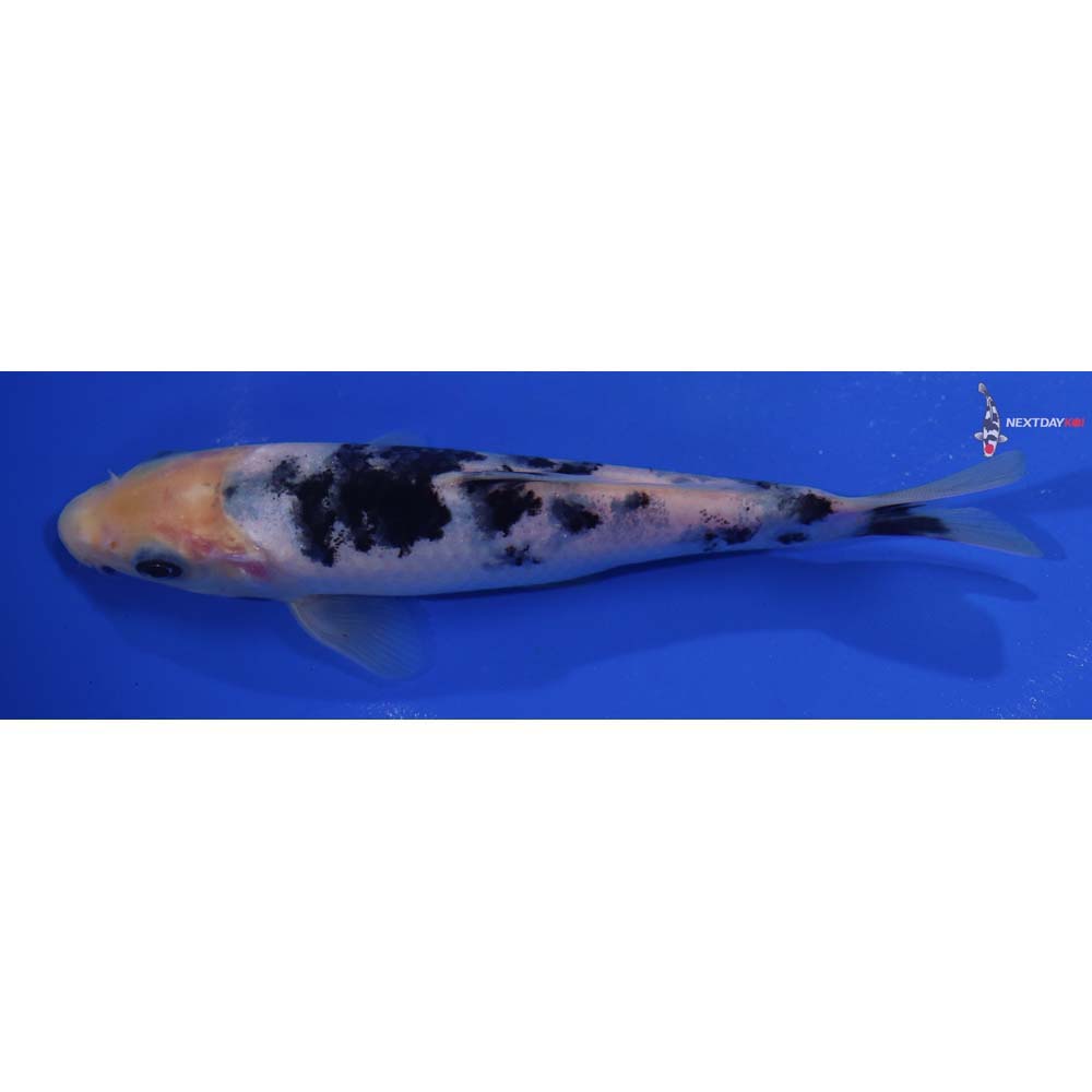 6” Imported Shiro Bekko