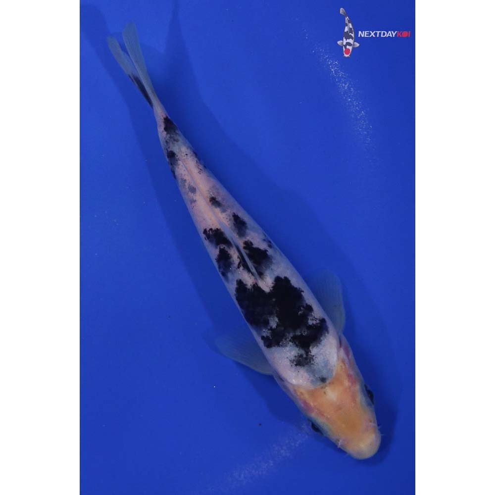 6” Imported Shiro Bekko