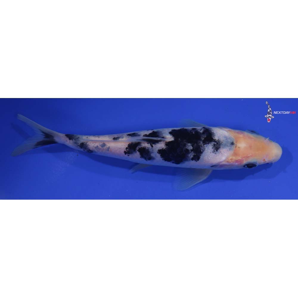 6” Imported Shiro Bekko