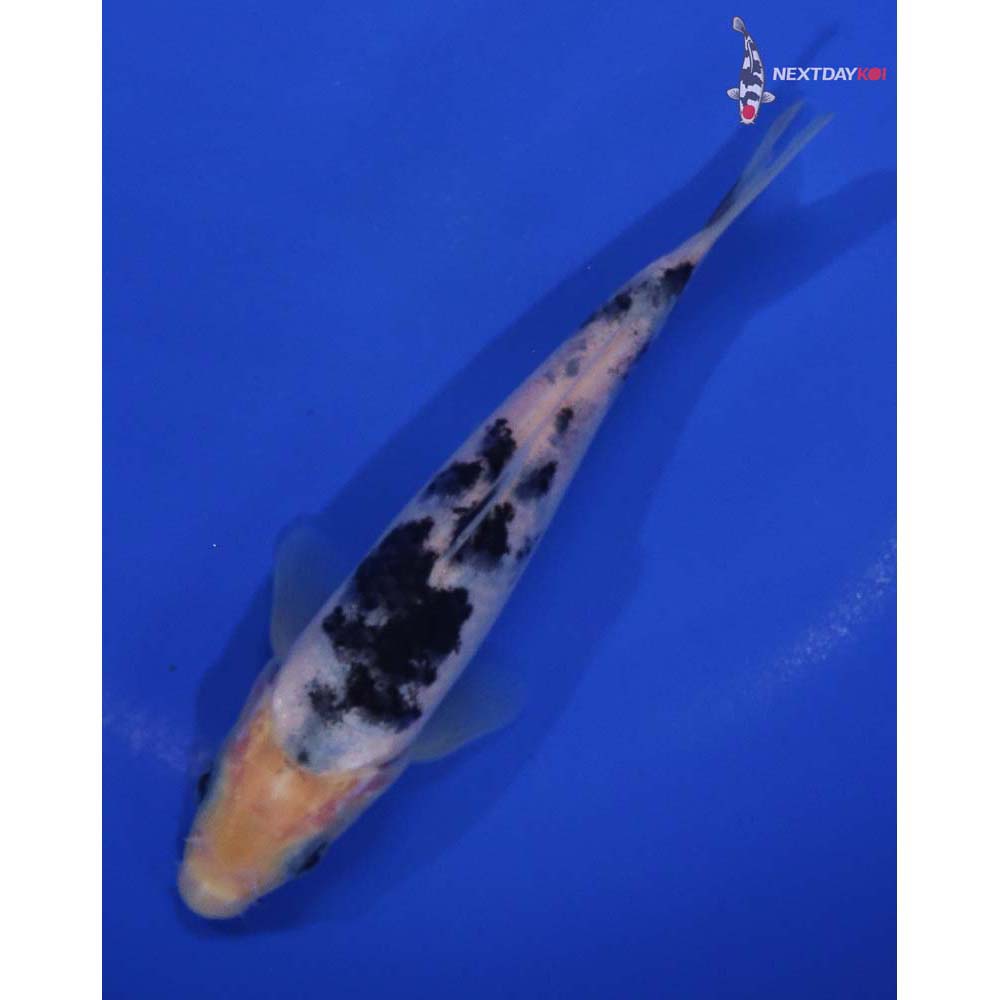 6” Imported Shiro Bekko