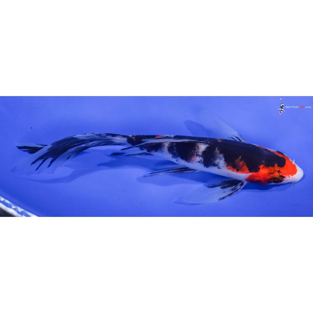 6” Imported Sanke Butterfly Koi