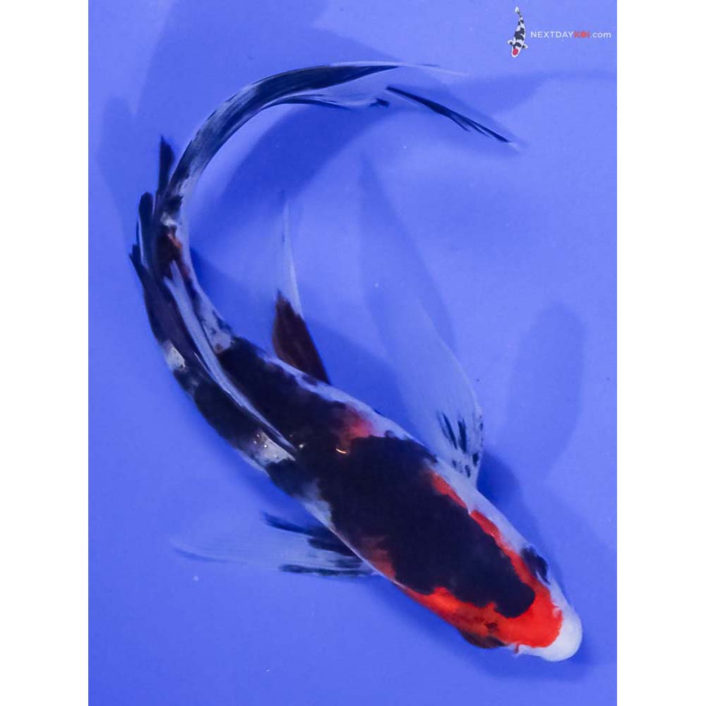 6” Imported Sanke Butterfly Koi