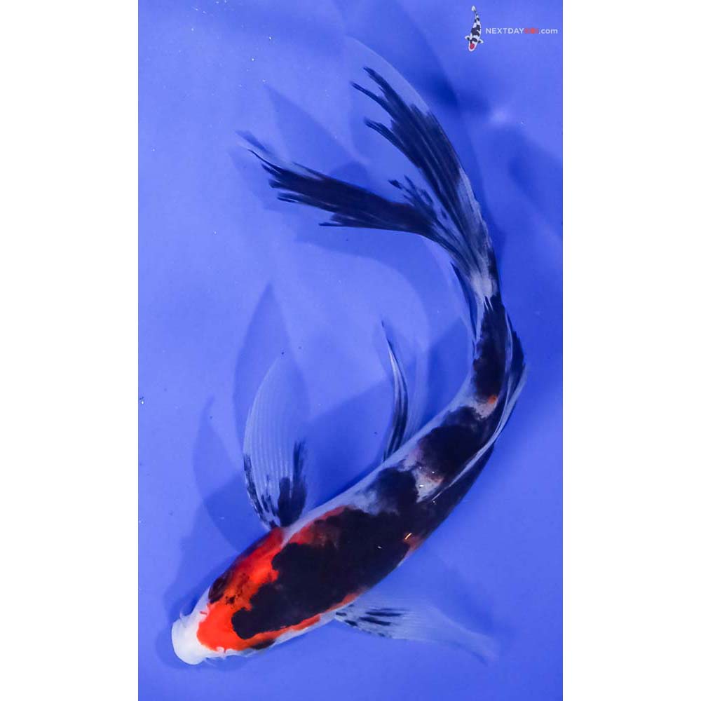 6” Imported Sanke Butterfly Koi