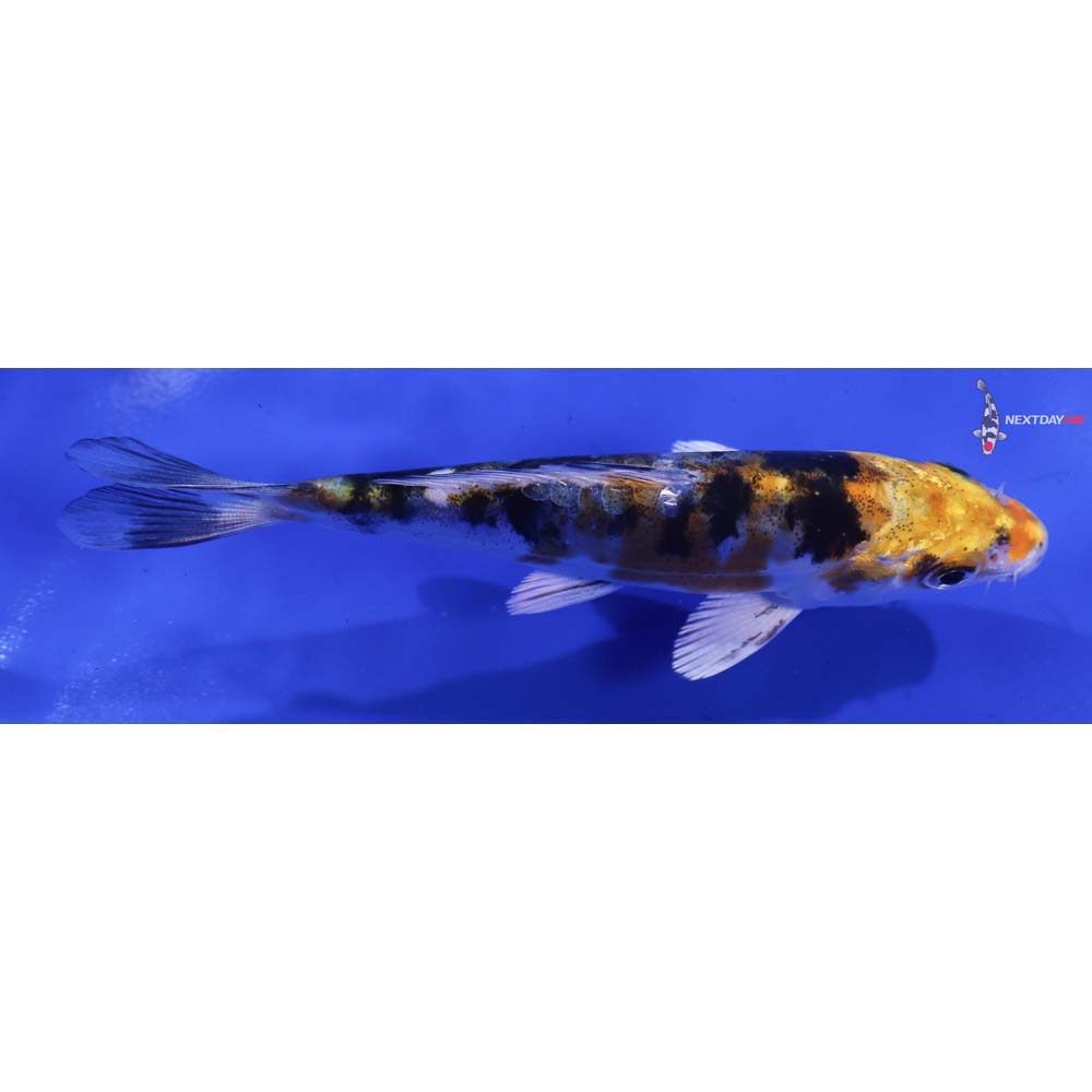 4.5” Imported Heisei Nishiki