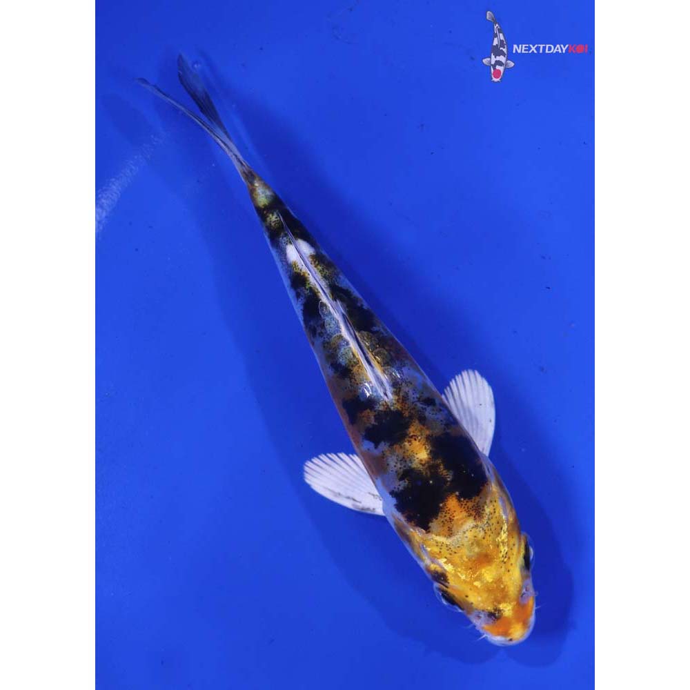 4.5” Imported Heisei Nishiki