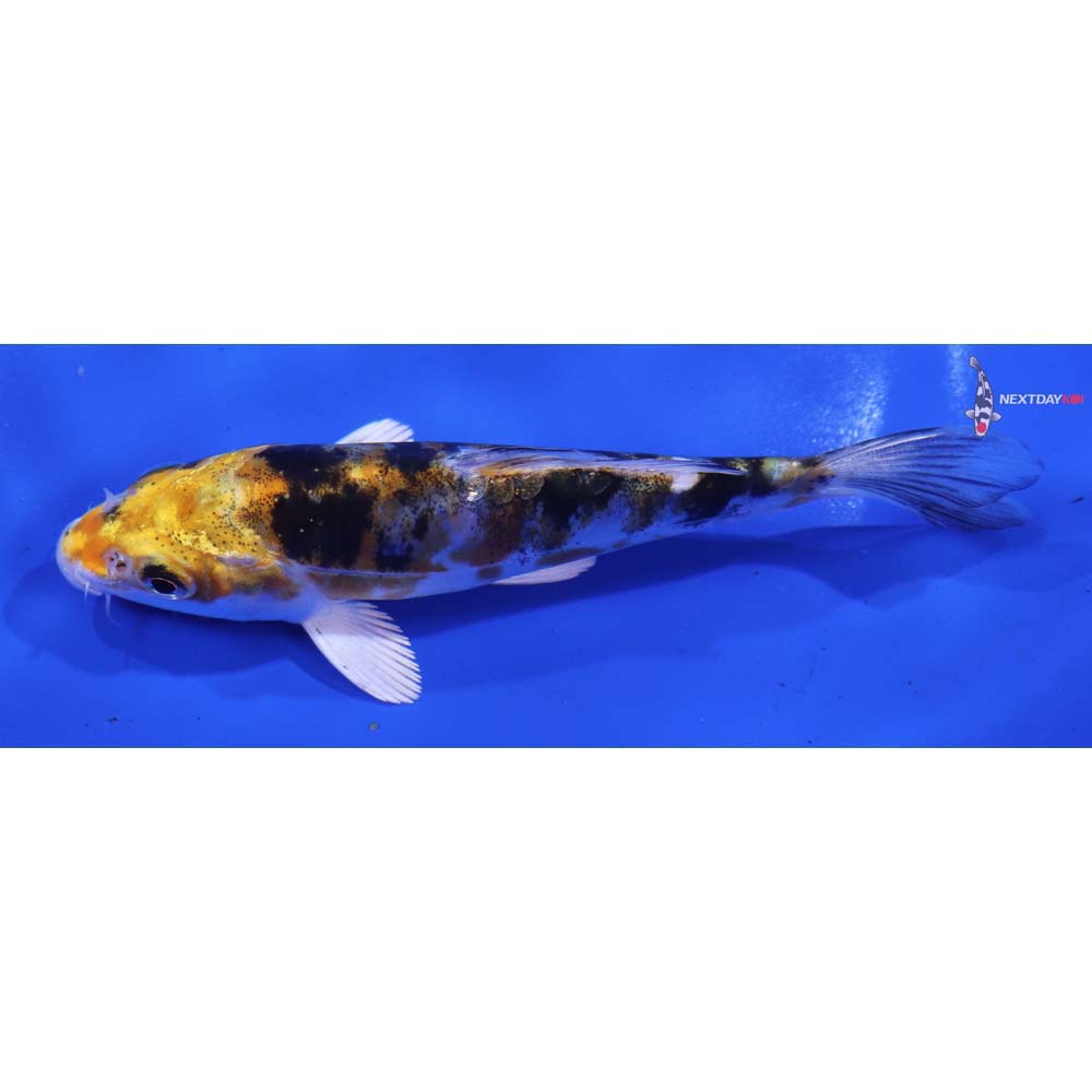 4.5” Imported Heisei Nishiki