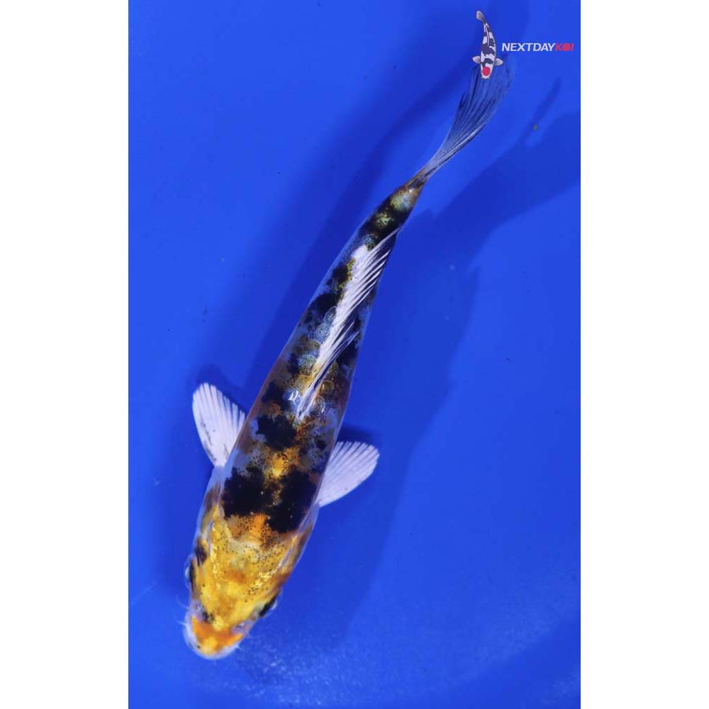 4.5” Imported Heisei Nishiki