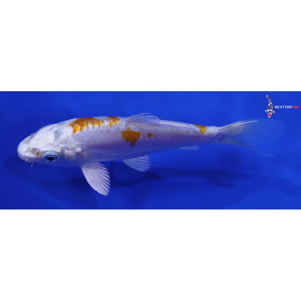 4.5” Imported Kikusui