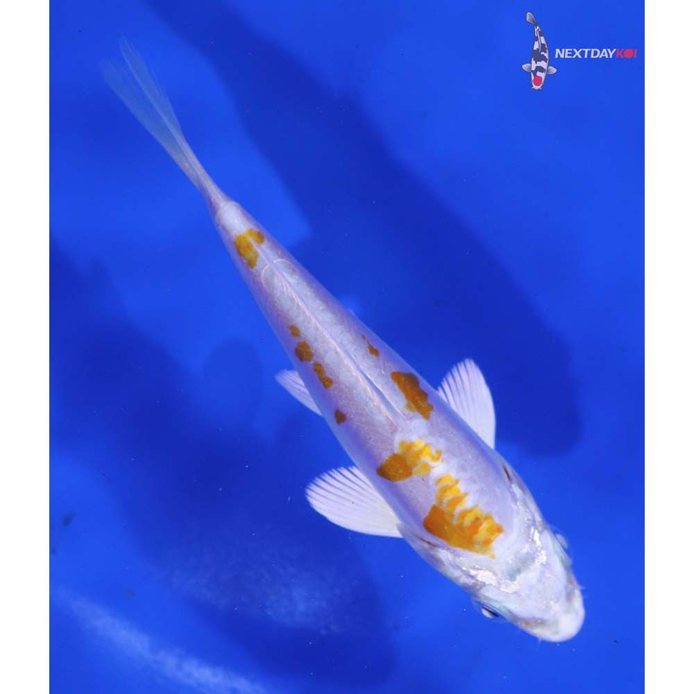 4.5” Imported Kikusui