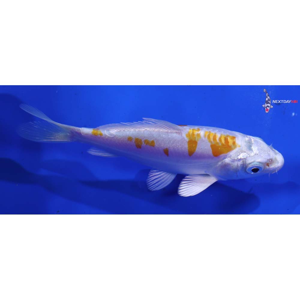 4.5” Imported Kikusui