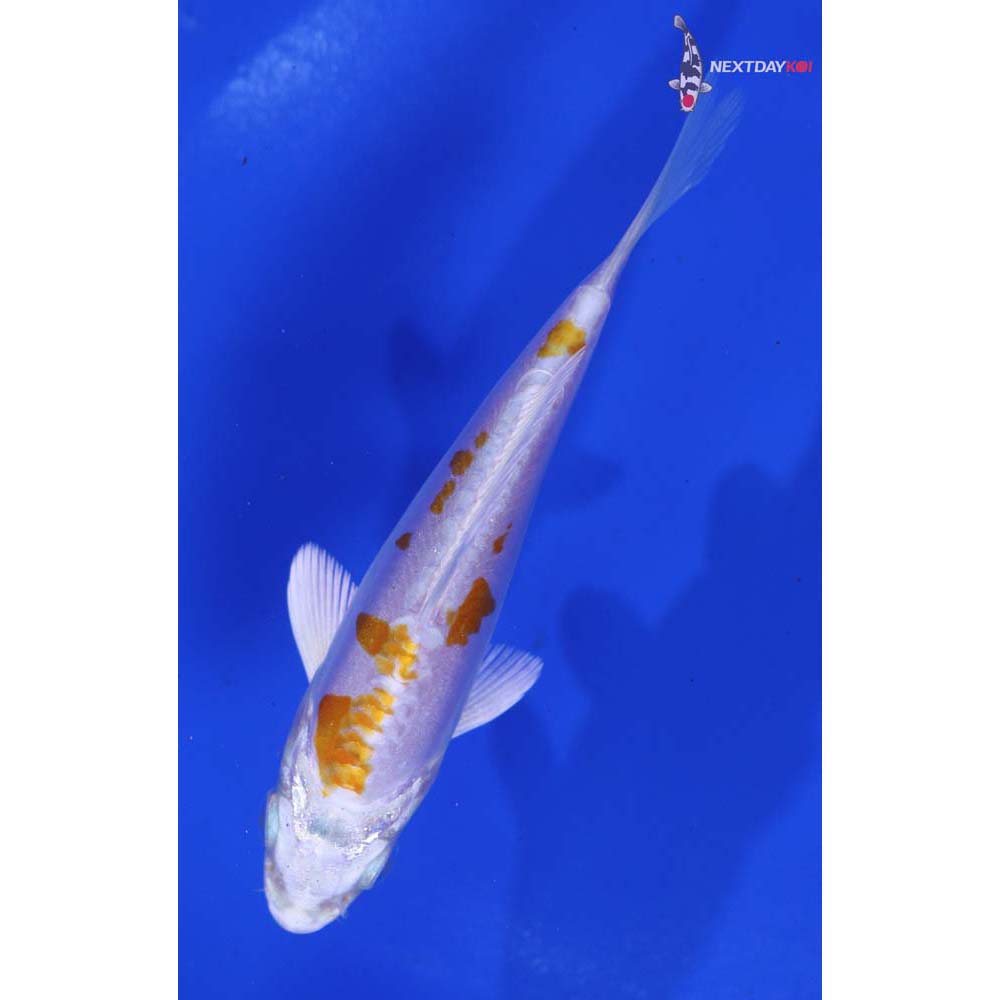 4.5” Imported Kikusui