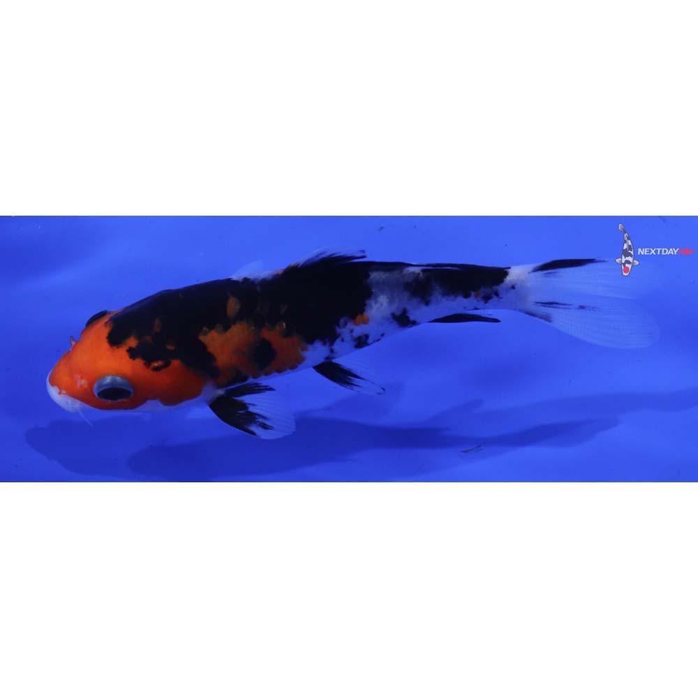4.5” Imported Sanke