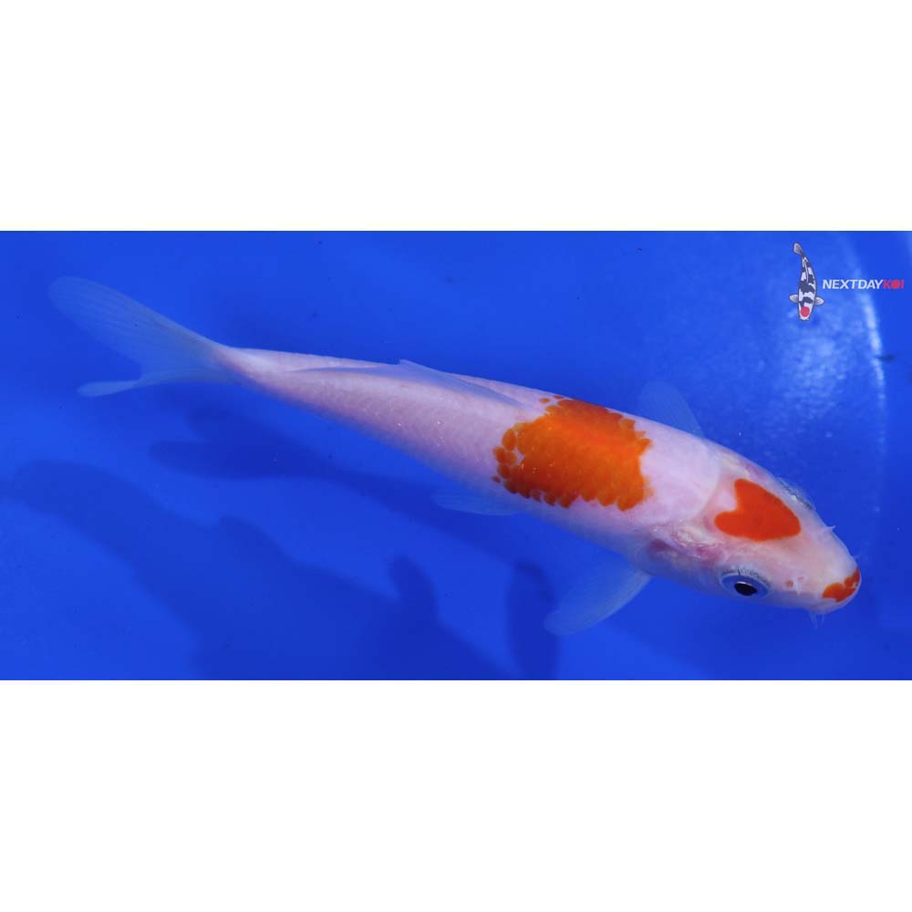 5” Imported Kohaku