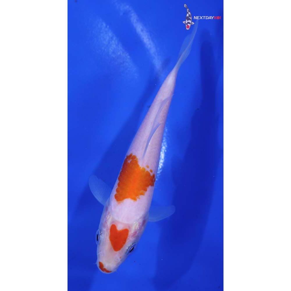 5” Imported Kohaku