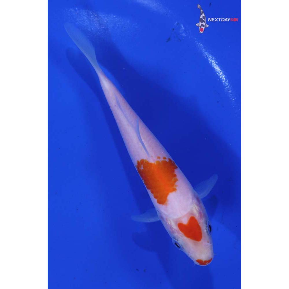 5” Imported Kohaku
