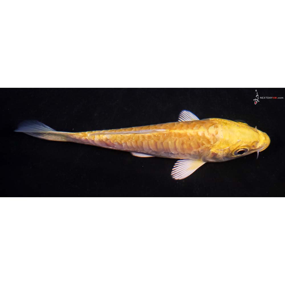 4” Imported Armor Scaled Yamabuki Ogon