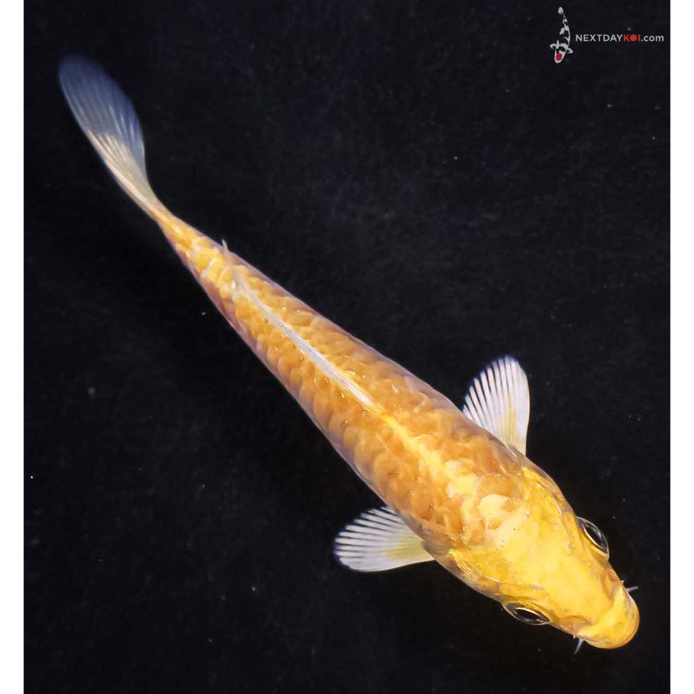 4” Imported Armor Scaled Yamabuki Ogon