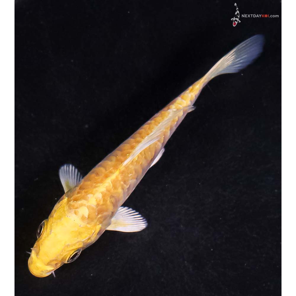 4” Imported Armor Scaled Yamabuki Ogon