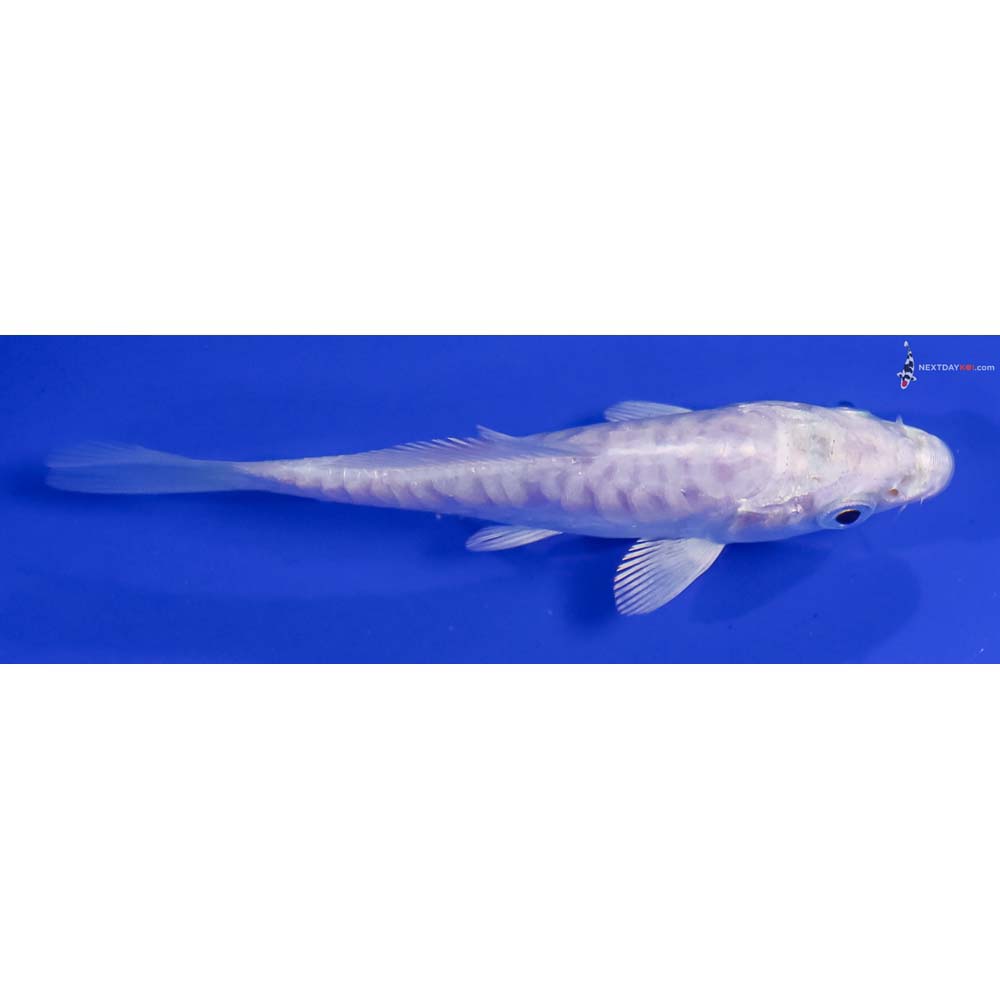 4” Imported Doitsu Platinum Ogon