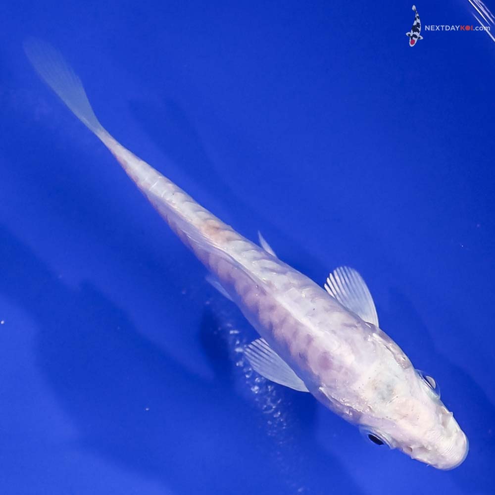 4” Imported Doitsu Platinum Ogon