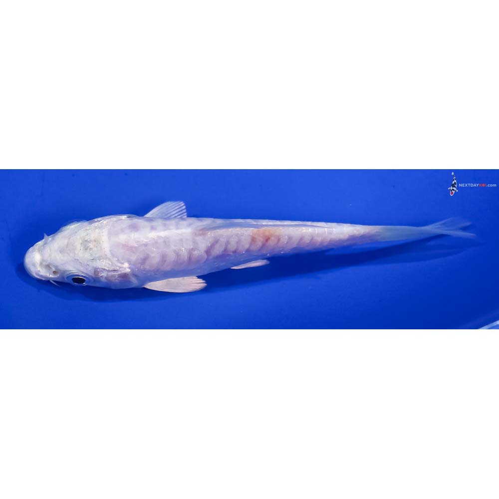 4” Imported Doitsu Platinum Ogon