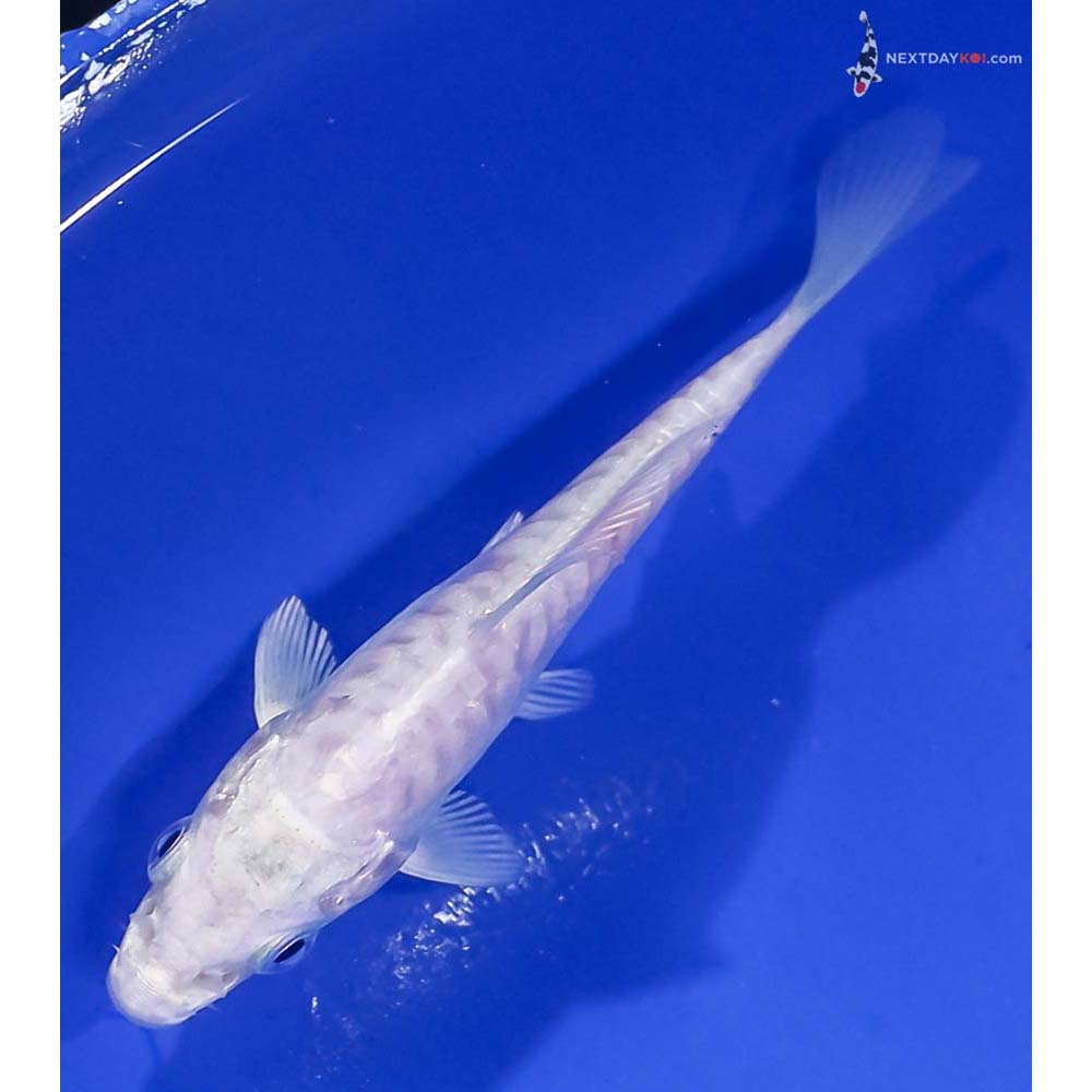 4” Imported Doitsu Platinum Ogon