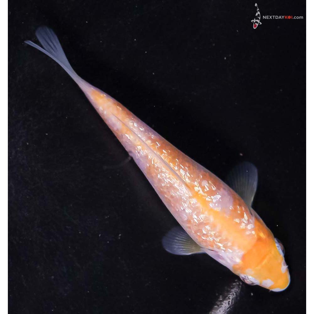 4” Imported Gin Rin Ochiba Shigure