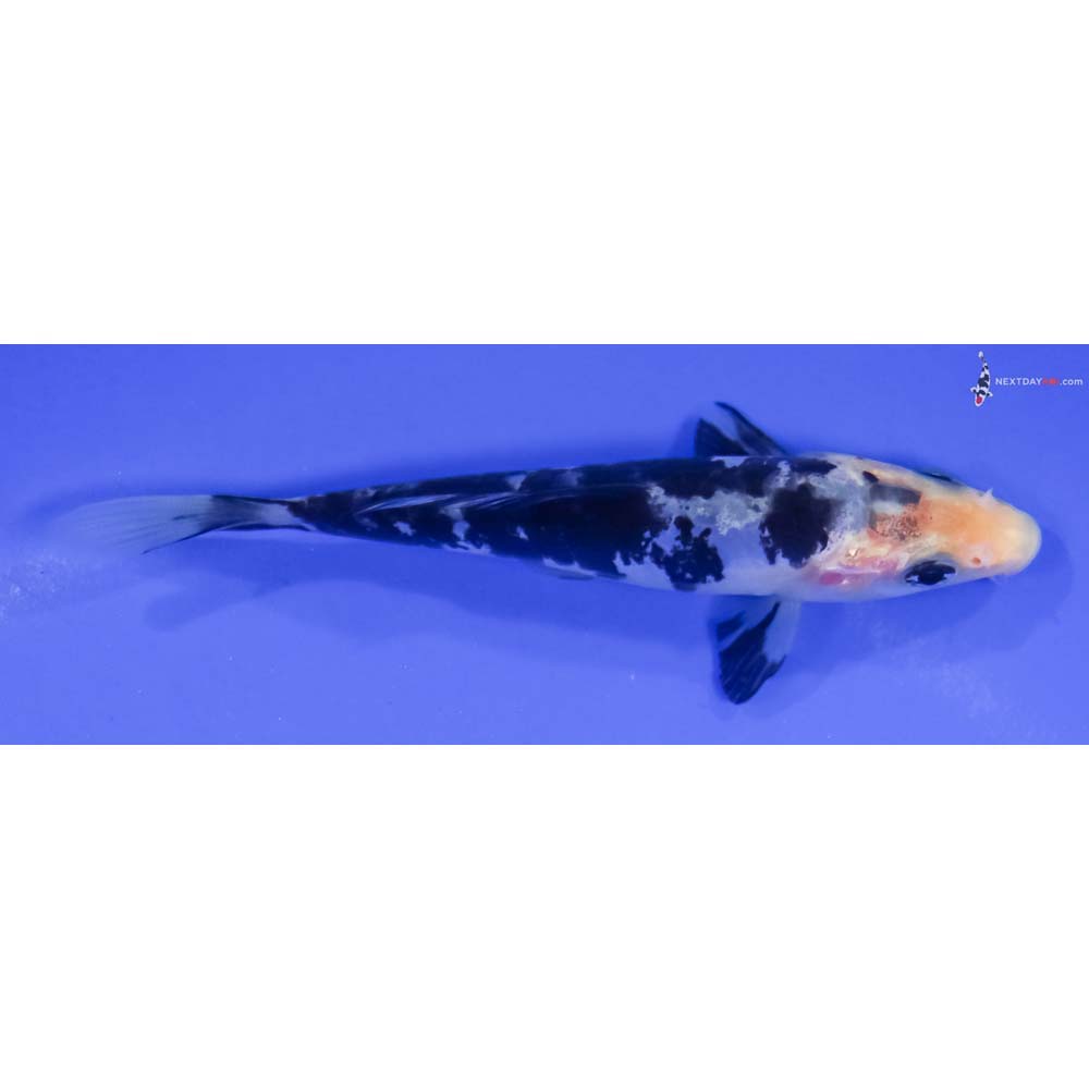 4.5” Imported Doitsu Shiro Utsuri