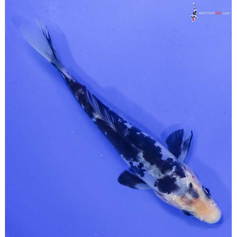 4.5” Imported Doitsu Shiro Utsuri