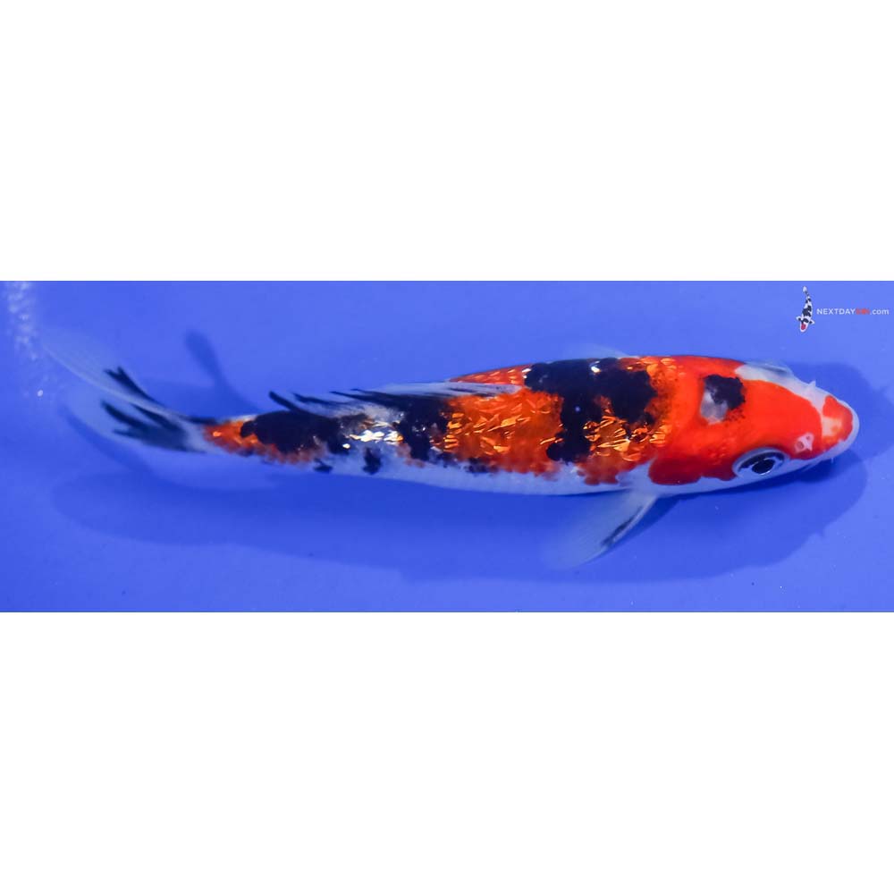 5” Imported Gin Rin Sanke