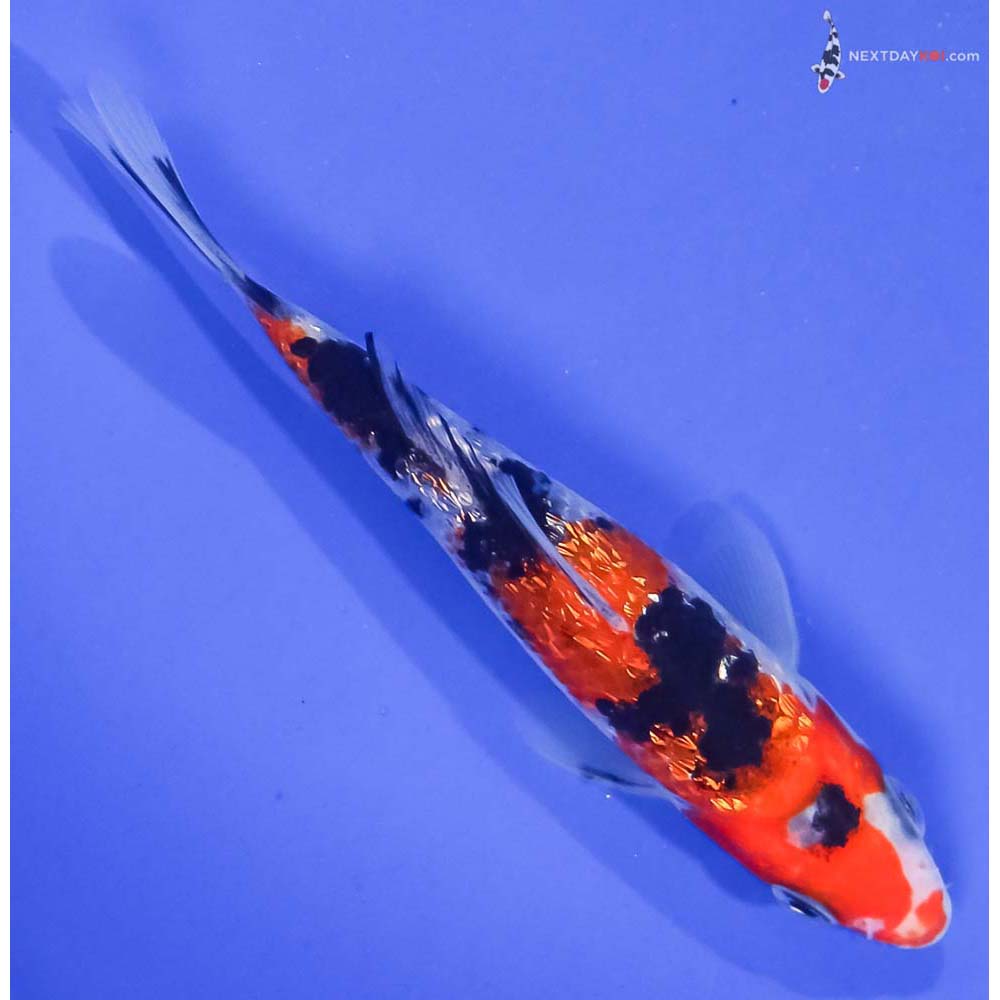 5” Imported Gin Rin Sanke