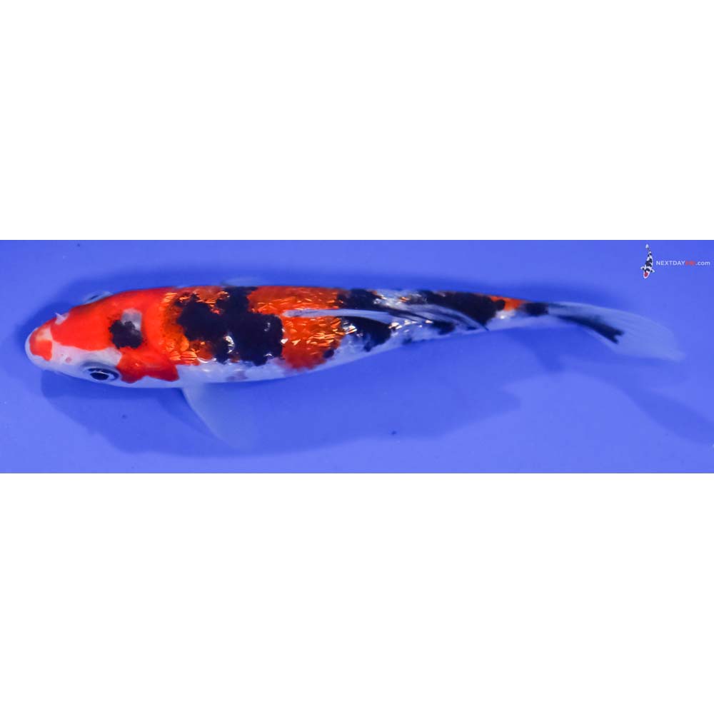 5” Imported Gin Rin Sanke