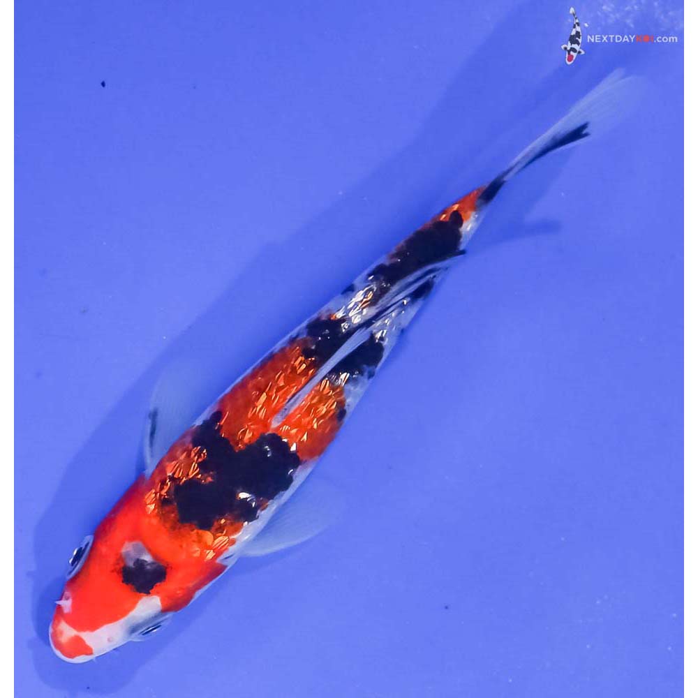 5” Imported Gin Rin Sanke