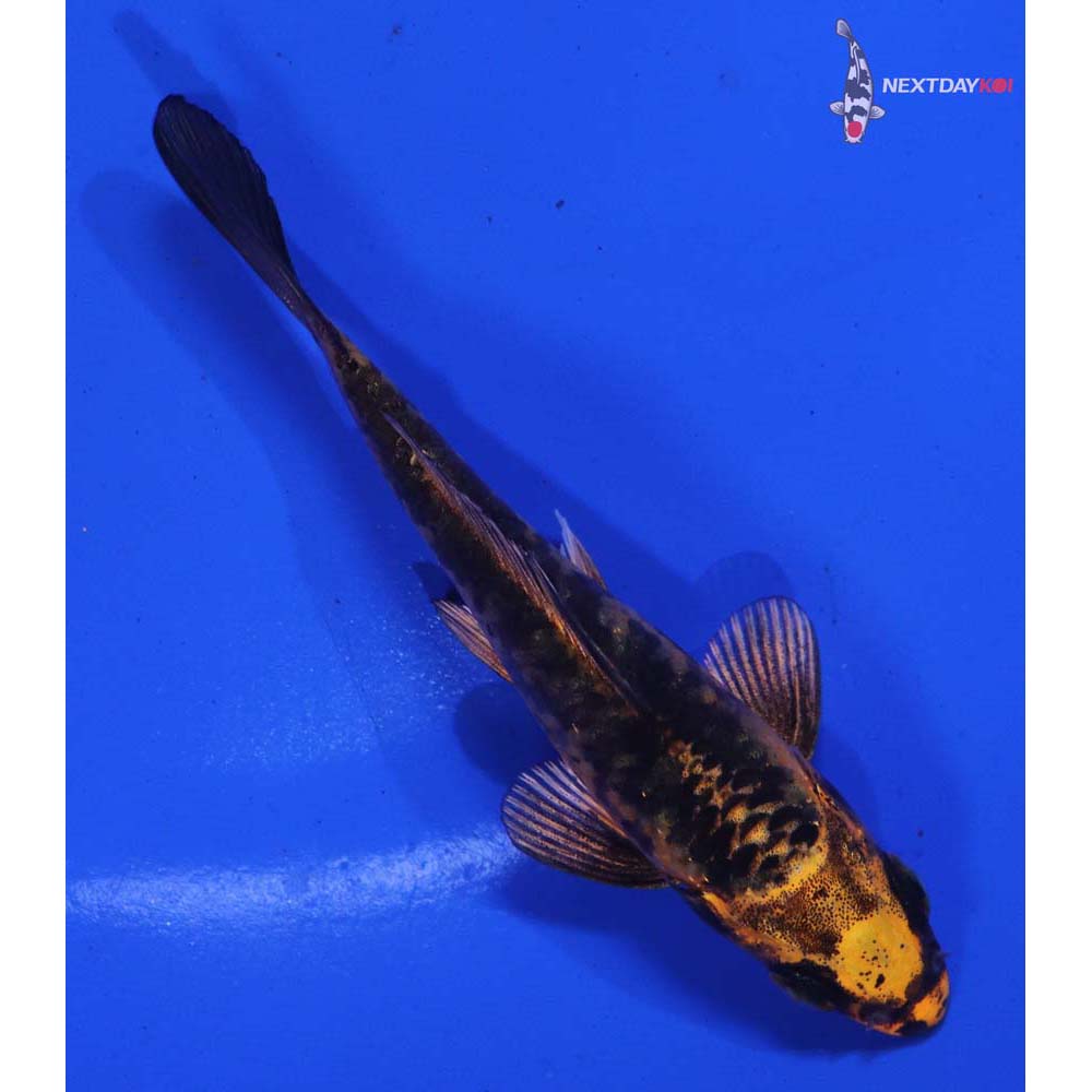 3.5” Imported Kin Aka Bekko