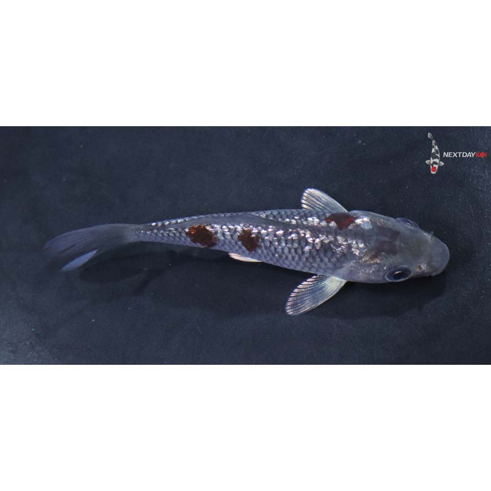 3.5” Imported Gin Rin Ochiba Shigure