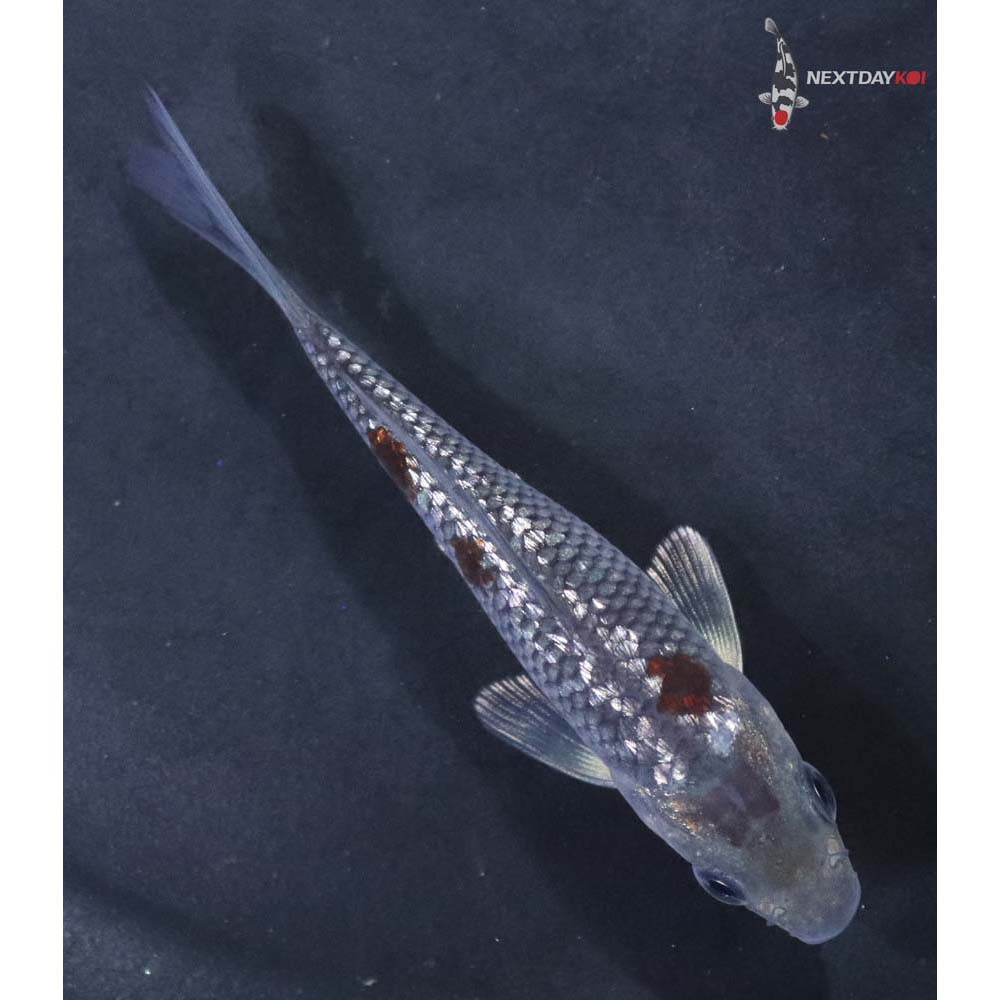 3.5” Imported Gin Rin Ochiba Shigure