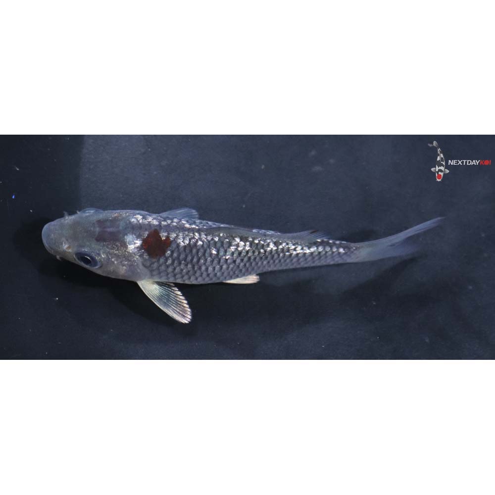 3.5” Imported Gin Rin Ochiba Shigure