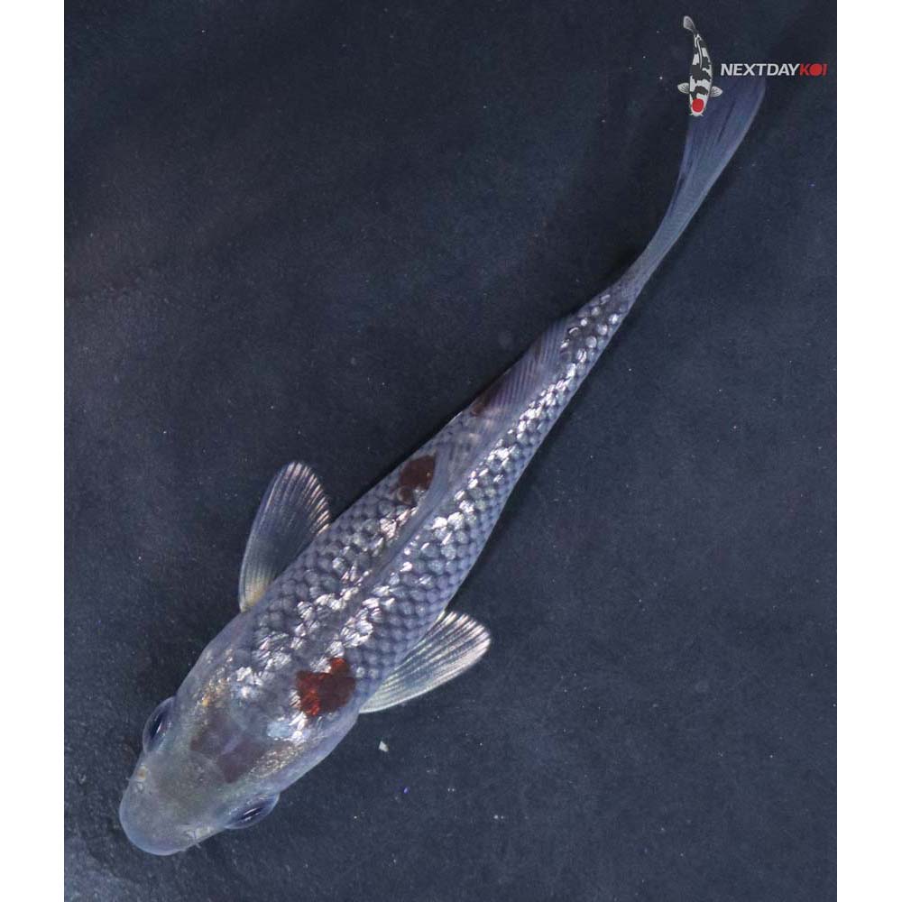 3.5” Imported Gin Rin Ochiba Shigure